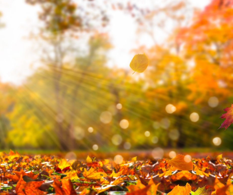 Fall Wellness Tips
