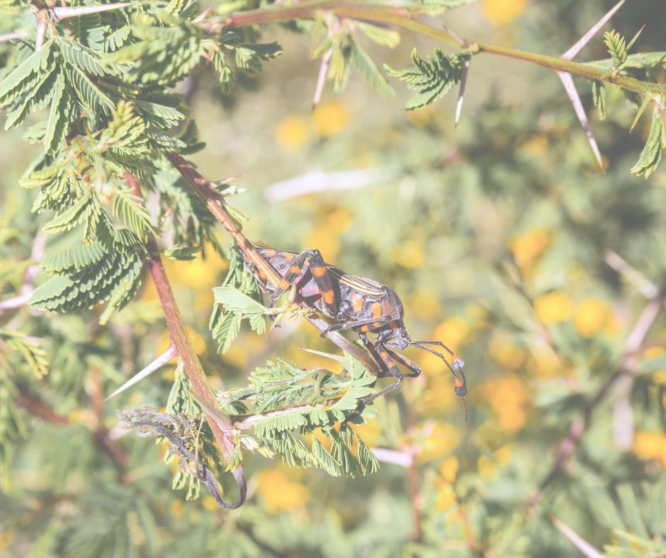 Kissing bug disease